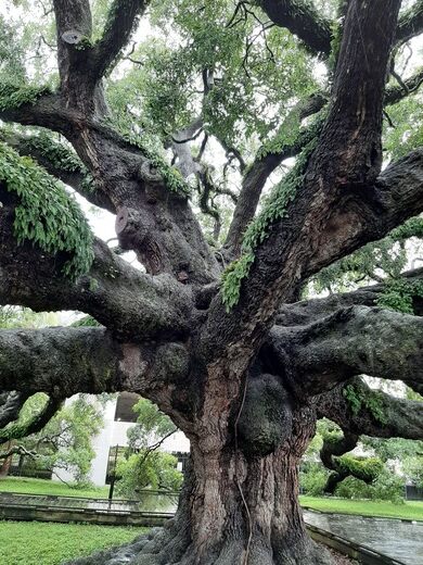 Treaty Oak in Jacksonville