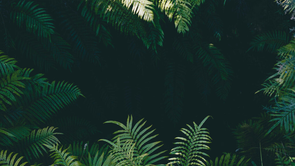 Jungle Zoom background